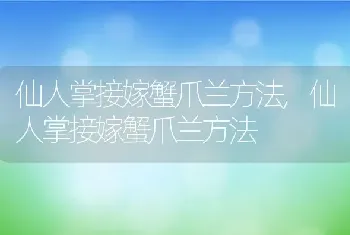 仙人掌接嫁蟹爪兰方法