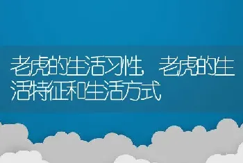 老虎的生活习性,老虎的生活特征和生活方式