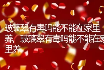 玻璃翠有毒吗能不能在家里养