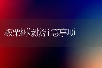 板栗树嫁接注意事项