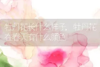 牡丹花长什么样子