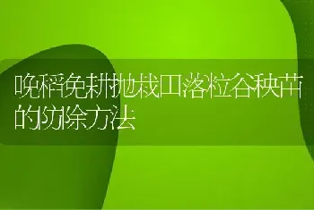 晚稻免耕抛栽田落粒谷秧苗的防除方法