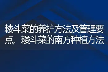 耧斗菜的养护方法及管理要点