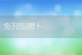 仓鼠能活几年,一只仓鼠能活多久