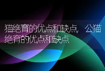 猫绝育的优点和缺点,公猫绝育的优点和缺点