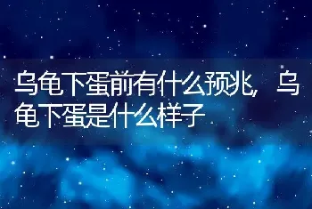 乌龟下蛋前有什么预兆