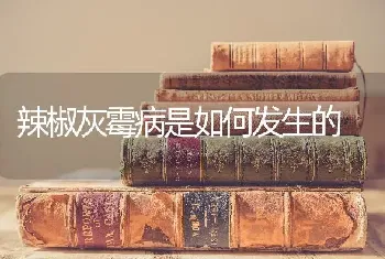 辣椒灰霉病是如何发生的