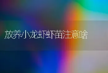 放养小龙虾虾苗注意啥