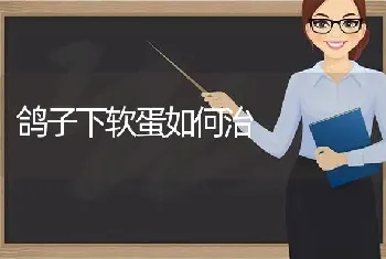 鸽子下软蛋如何治