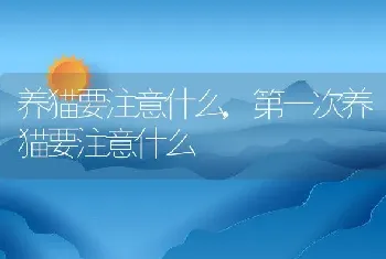 养猫要注意什么,第一次养猫要注意什么