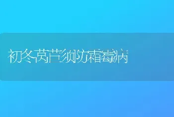 初冬莴苣须防霜霉病