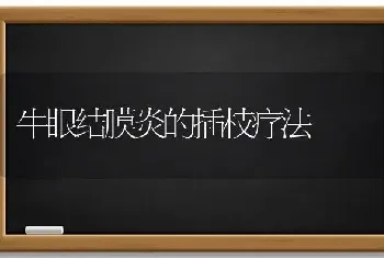 牛眼结膜炎的插枝疗法