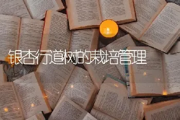 银杏行道树的栽培管理