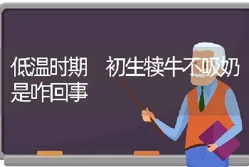 低温时期 初生犊牛不吸奶是咋回事