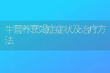 牛营养衰竭症症状及治疗方法