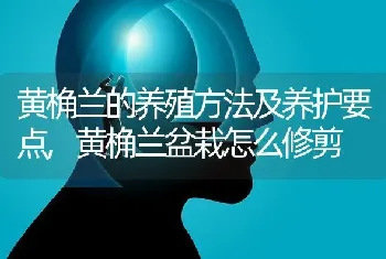 黄桷兰的养殖方法及养护要点