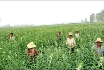 芝麻的施肥技术