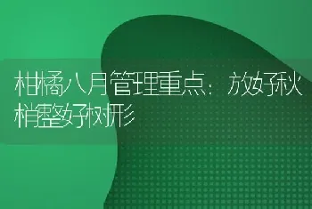 柑橘八月管理重点：放好秋梢整好树形