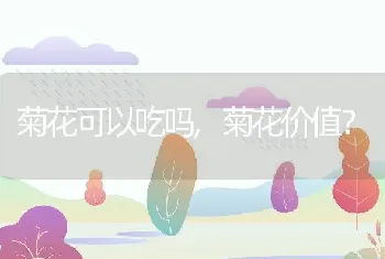 菊花可以吃吗