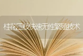 桂花压枝快速无性繁殖技术