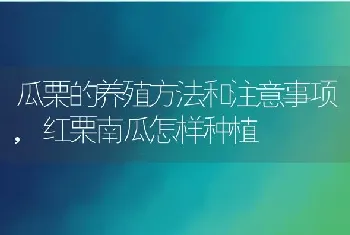 瓜栗的养殖方法和注意事项