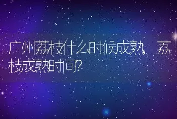 广州荔枝什么时候成熟