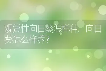 观赏性向日葵怎样种