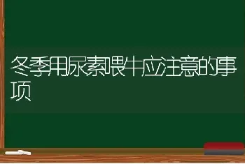 冬季用尿素喂牛应注意的事项