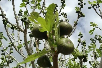 无花果树怎么种植方法