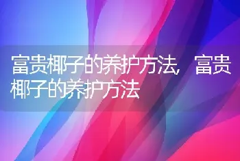 富贵椰子的养护方法