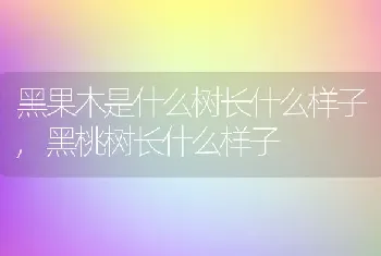 黑果木是什么树长什么样子