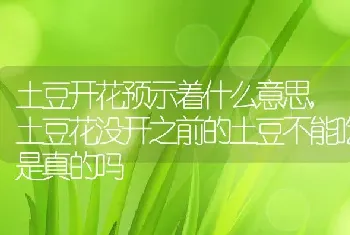 土豆开花预示着什么意思