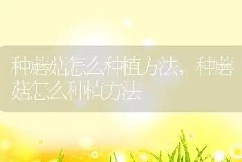 种蘑菇怎么种植方法