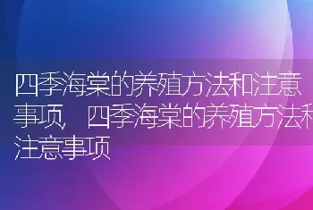 四季海棠的养殖方法和注意事项