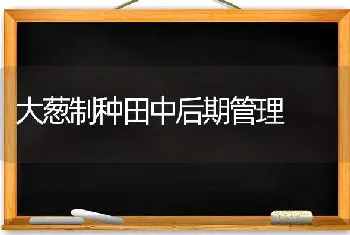 大葱制种田中后期管理