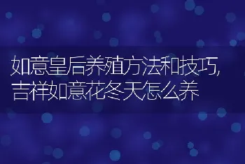 如意皇后养殖方法和技巧