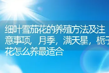 细叶雪茄花的养殖方法及注意事项