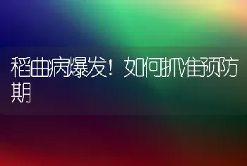 稻曲病爆发！如何抓准预防期