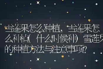 雪莲果怎么种植