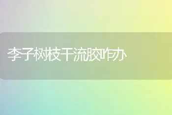 李子树枝干流胶咋办