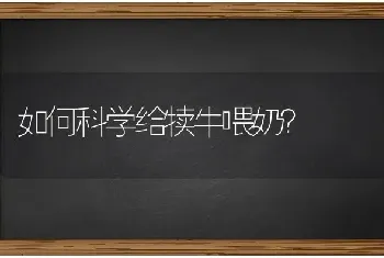 如何科学给犊牛喂奶?