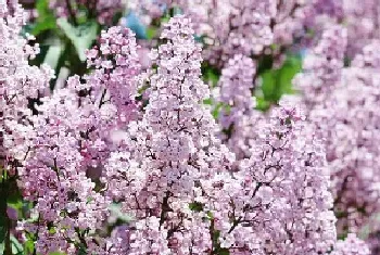 为什么丁香花叫狗牙花