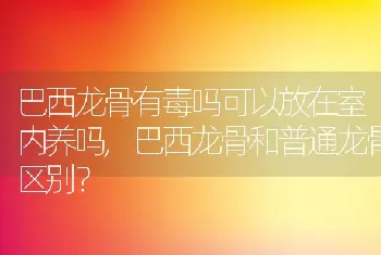 巴西龙骨有毒吗可以放在室内养吗