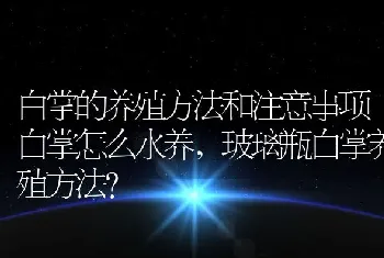 白掌的养殖方法和注意事项白掌怎么水养