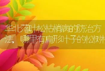 华北落叶松枯梢病的防治方法