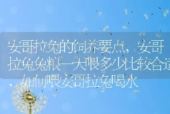 安哥拉兔的饲养要点