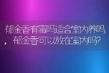 郁金香有毒吗适合室内养吗