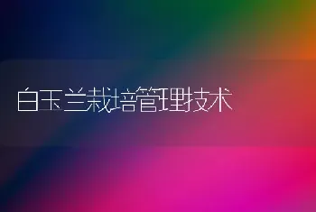 白玉兰栽培管理技术