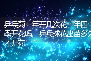 乒乓菊一年开几次花一年四季开花吗