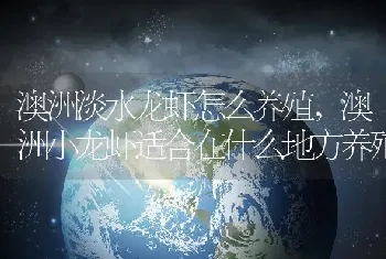 澳洲淡水龙虾怎么养殖